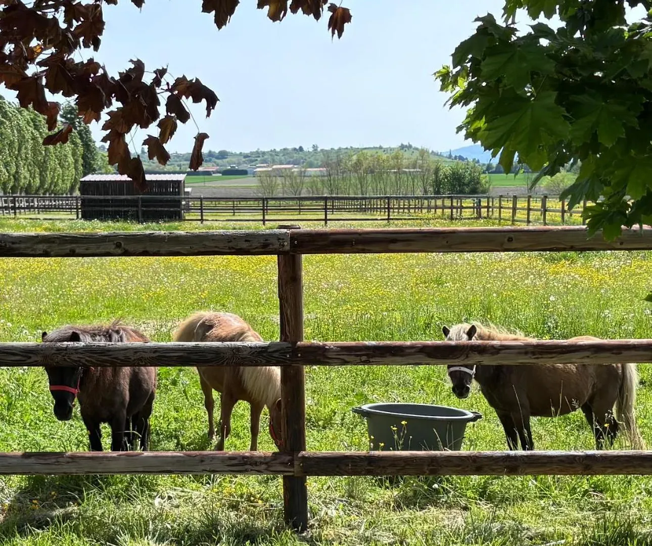 Le Petit Paddock Villa Villeneuve-les-Cerfs